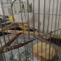 1 جفت قناری مست خون