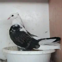 جوجه هما و جوجه قزوینی