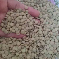 عدس برداشت امسال