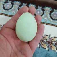 گوهر شب چراغ تخم مرغی