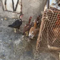 مرغ لاری اصیل