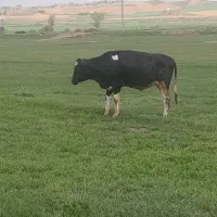 گاو گوساله ماده دامازلخ