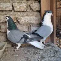 نر و ماده دمیگر دولا
