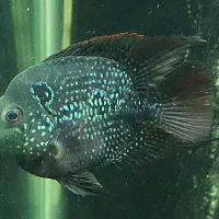 ماهی فلاور باکس