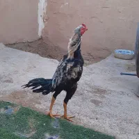 خروس لاری