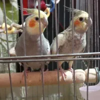 عروس هلندی مولد