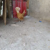 مرغ پولند مرغ لهستانی