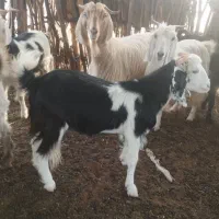 بز ماده