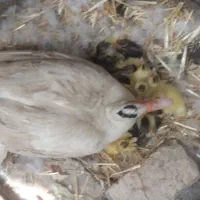 اردک خارجی با بچه هاش