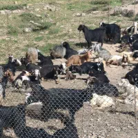فروش بز داشتی ترکی
