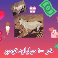 الاغ جوان برای فروش قیمت مناسب رسید