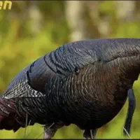 یک عدد بوقلمون برنز ماده