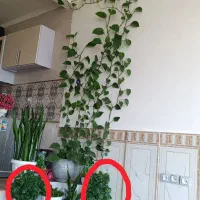 فروش چند عدد گل طبیعی و مصنوعی