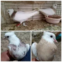طوقی  آبادانی
