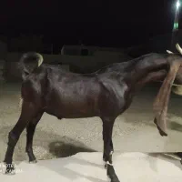 بز پاکستانی