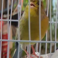 نر گلستر کاکلی مست