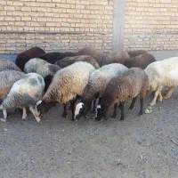 میش شال و هترو