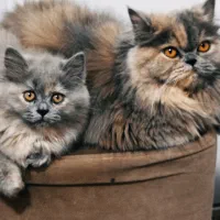 واگذاری گربه پرشین فحل
