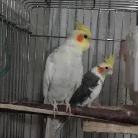 یک جفت عروس هلندی