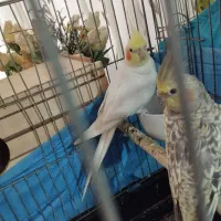 عروس هلندی نر و ماده