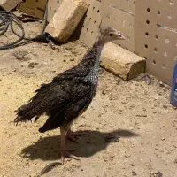 جوجه بوقلمون50روزه(کف قیمت)