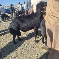 انواع قوچ و میش افشار قزل مو فر چند قلوزا