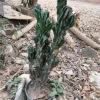 کاکتوس صخره ای