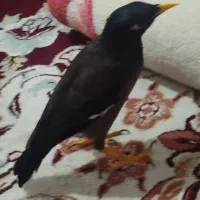 مرغ مینا|پرنده|خان ببین, |دیوار