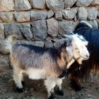 بیگ نر