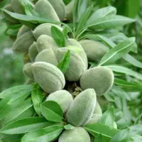 نهالستان فروش انواع نهال تضمینی درجه یک