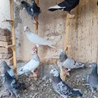 بیله کبوتر