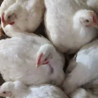 فروش مرغ گوشتی