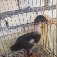 جوجه اردک یامرغابی
