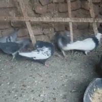 کفتر