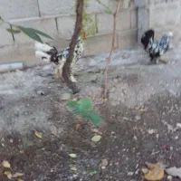 مرغ و خروس یوسل بلژیکی
