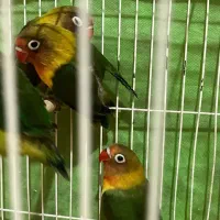 هرکس عروس هلندی مرغ عشق فنچ رایگان داره پیام بده