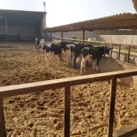 گوساله لاغر
