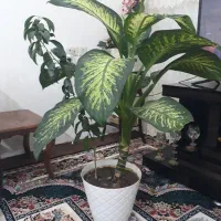 گل دیفن باخیا