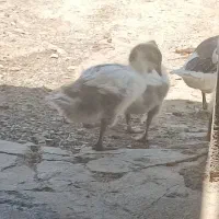 جوجه غاز