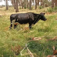 سه تا گاو ماده آبستن
