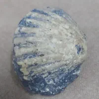 فسیل صدف نایاب