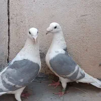 جفت کویتی