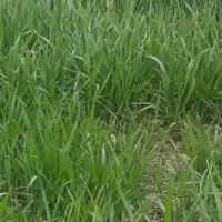 کاه نخودبهاره متطقه گهواره