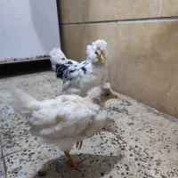 جوجه گلین