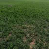 یونجه خرمنکوب شده