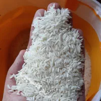 برنج اعلا طارم هاشمی