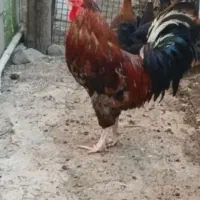 خروس سالم وسلامت