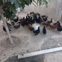 نیمچه مرغ دم تخم