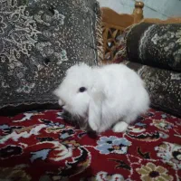خرگوش هندی