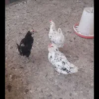 جوجه گلین
